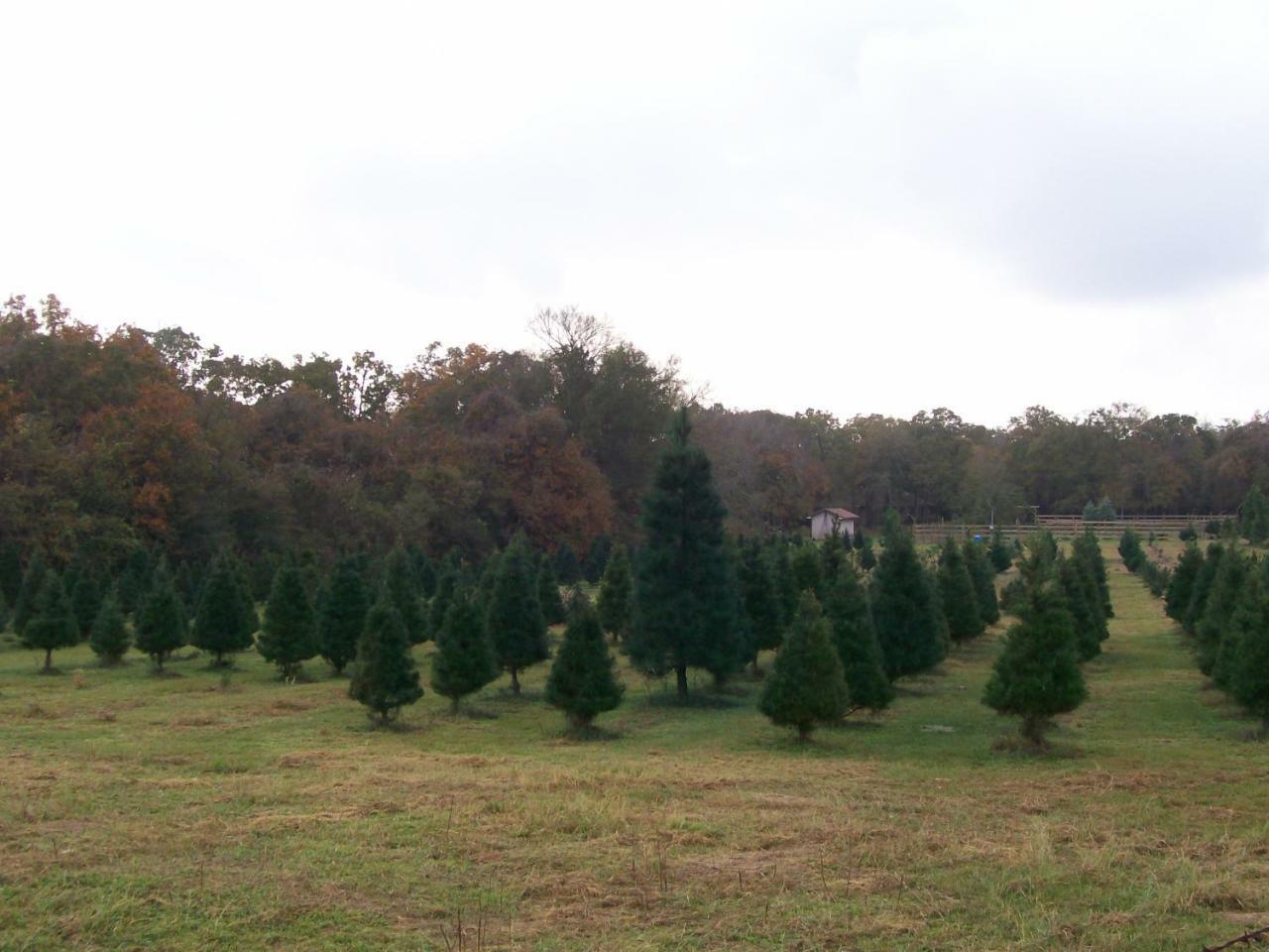 Kelumac Christmas Tree Farm B&B Bryan Exterior photo